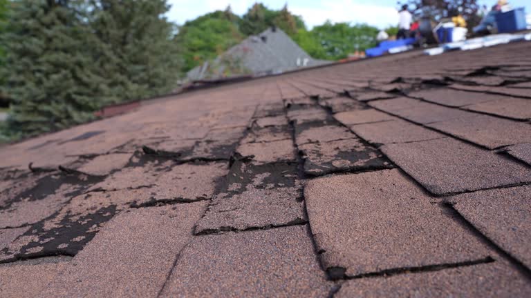 Best Roof Moss and Algae Removal  in Brownlee Park, MI